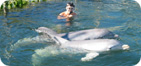Florida Dolphin Swims