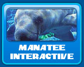 swim with the manatee