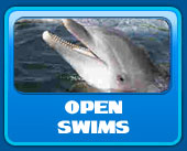 Open dolphin swimming