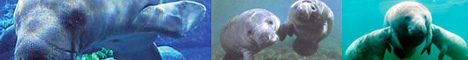 Manatee Florida Tours