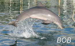 dolphin pictures 3