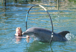 dolphin swim photo