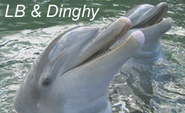 dolphin pictures 4