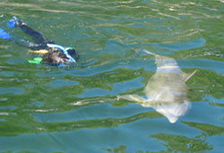 dolphin swim photo