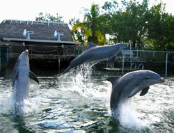 dolphin swim photo