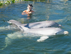 dolphin swim photo