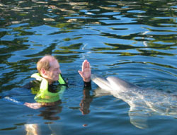 dolphin swim photo