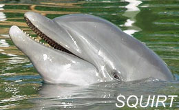 dolphin pictures 2