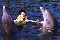 dolphin swim photo